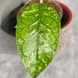 Hoya Sp. Aceh Permata Hijau 