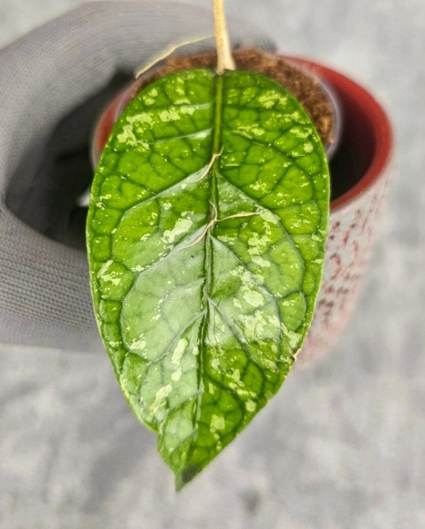 Hoya Sp. Aceh Permata Hijau Hoya Sp. Aceh Permata Hijau