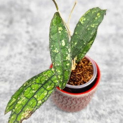 Hoya Clemensiorum Aceh #004            