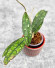 Hoya Clemensiorum Aceh #004            