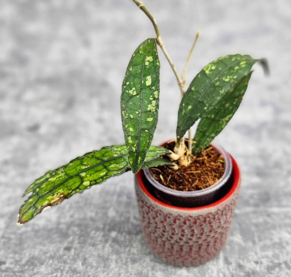 Hoya Clemensiorum Aceh #004 Hoya Clemensiorum Aceh #004