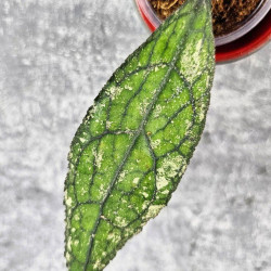 Hoya Clemensiorum Aceh Splash 