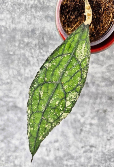 Hoya Clemensiorum Aceh Splash 