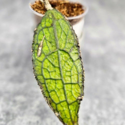 Hoya Clemensiorum Aceh ar #052