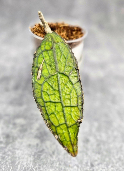 Hoya Clemensiorum Aceh ar #052 Hoya Clemensiorum Aceh ar #052