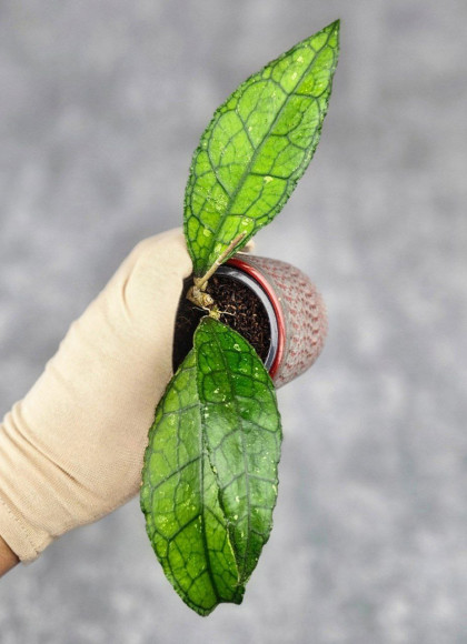 Hoya Clemensiorum Sarawak #001 