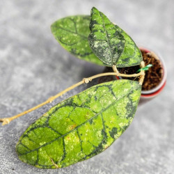 Hoya Calistophylla Black Splash