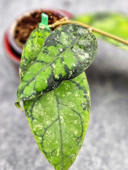 Hoya Calistophylla Black Splash Hoya Calistophylla Black Splash