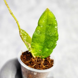 Hoya Caudata Aceh Red Leaf   