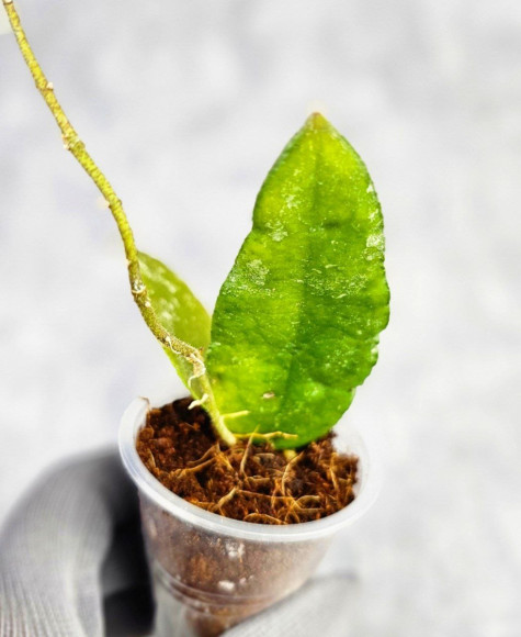 Hoya Caudata Aceh Red Leaf Hoya Caudata Aceh Red Leaf