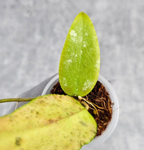 Hoya Caudata Aceh Red Leaf Hoya Caudata Aceh Red Leaf