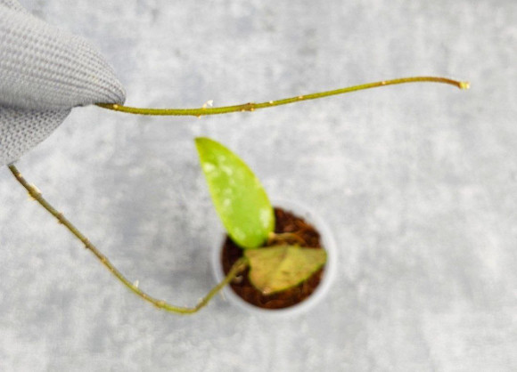 Hoya Caudata Aceh Red Leaf Hoya Caudata Aceh Red Leaf