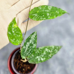 Hoya Caudata Aceh High Splash 