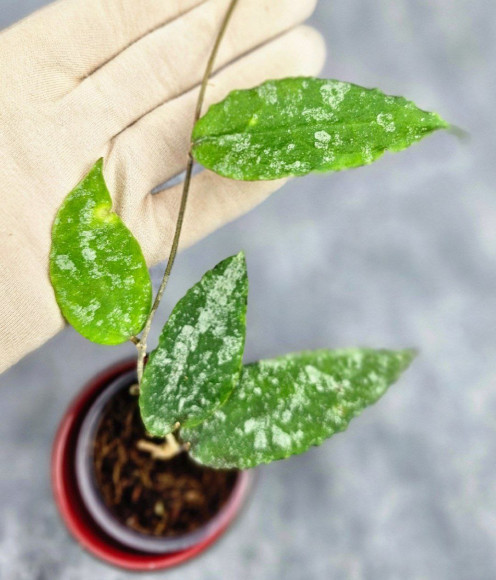 Hoya Caudata Aceh High Splash 