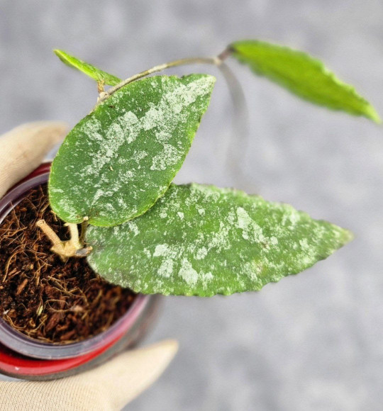 Hoya Caudata Aceh High Splash Hoya Caudata Aceh High Splash