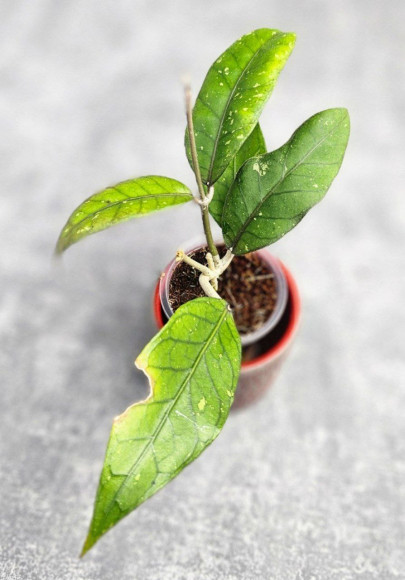 Hoya Sp Aceh  