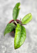 Hoya Sp Aceh  