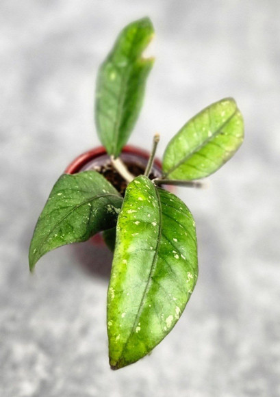 Hoya Sp Aceh Hoya Sp Aceh