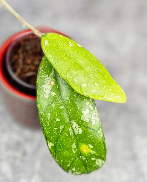 Hoya Deykeae Sumatera Hoya Deykeae Sumatera