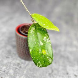 Hoya Deykeae Sumatera