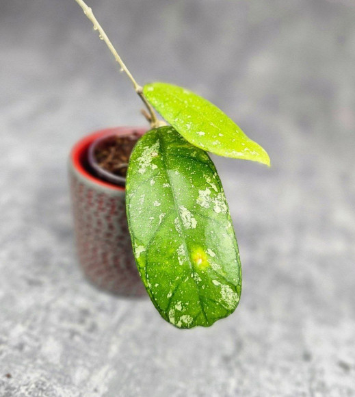 Hoya Deykeae Sumatera Hoya Deykeae Sumatera