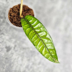 Hoya Sp. Aceh No Id Rare