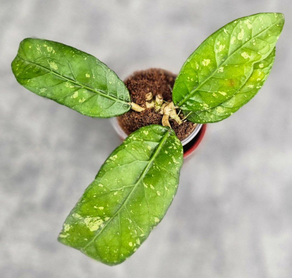 Hoya Sp Aceh PW 008 Hoya Sp Aceh PW 008