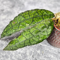 Hoya Clemensiorum Aceh #006             