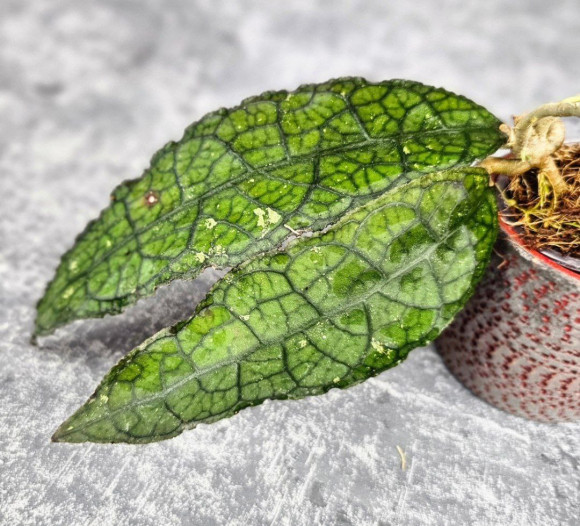 Hoya Clemensiorum Aceh #006             