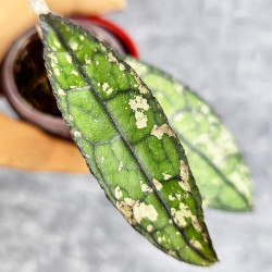 Hoya Clemensiorum Aceh Splash  