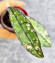 Hoya Clemensiorum Aceh Splash  