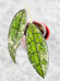 Hoya Clemensiorum Aceh Splash  