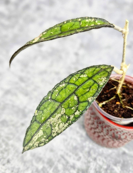 Hoya Clemensiorum Aceh Splash  