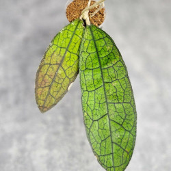 Hoya Clemensiorum Aceh ar #006