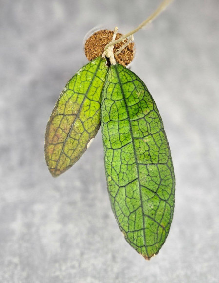 Hoya Clemensiorum Aceh ar #006 Hoya Clemensiorum Aceh ar #006