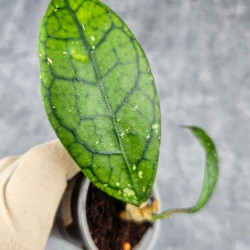 Hoya Clemensiorum Sarawak #001 