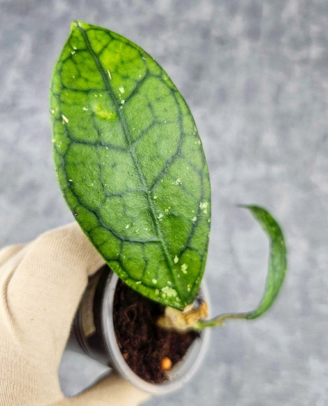 Hoya Clemensiorum Sarawak #001 