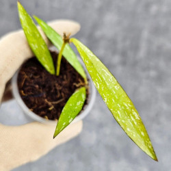 Hoya Tanggamus Bamboo Leaf