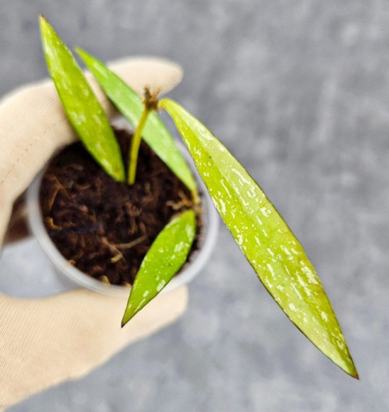 Hoya Tanggamus Bamboo Leaf Hoya Tanggamus Bamboo Leaf