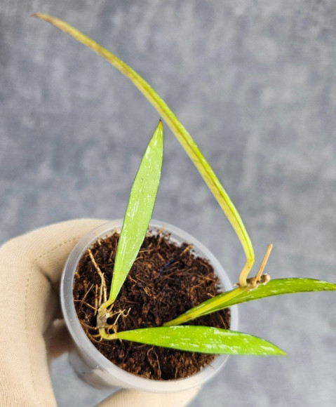 Hoya Tanggamus Bamboo Leaf Hoya Tanggamus Bamboo Leaf