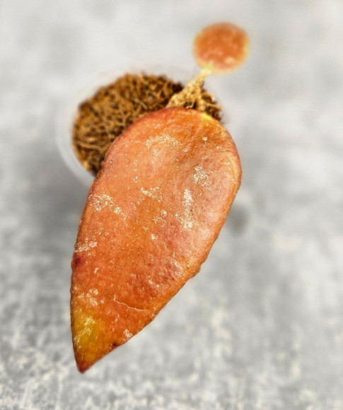 Hoya Caudata Aceh Red Leaf Hoya Caudata Aceh Red Leaf