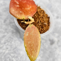 Hoya Caudata Aceh Red Leaf  