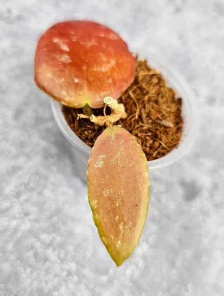 Hoya Caudata Aceh Red Leaf Hoya Caudata Aceh Red Leaf