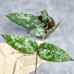 Hoya Caudata Aceh High Splash  