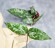 Hoya Caudata Aceh High Splash  