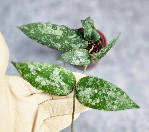 Hoya Caudata Aceh High Splash  