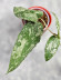 Hoya Caudata Aceh High Splash  