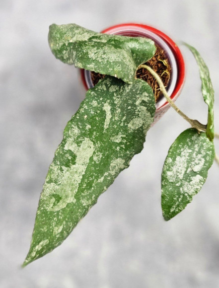 Hoya Caudata Aceh High Splash Hoya Caudata Aceh High Splash