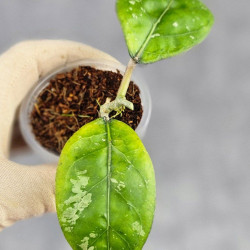 Hoya Sp Aceh Air Suri