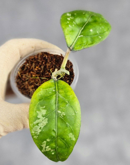 Hoya Sp Aceh Air Suri Hoya Sp Aceh Air Suri